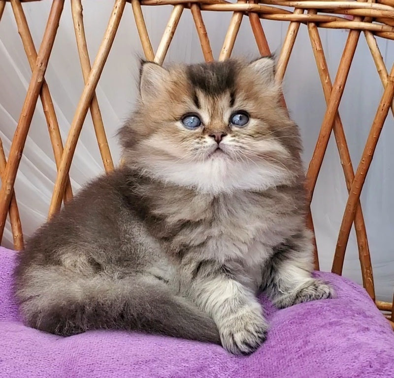 Zachar British Longhair male black golden ticked tabby - live animals
