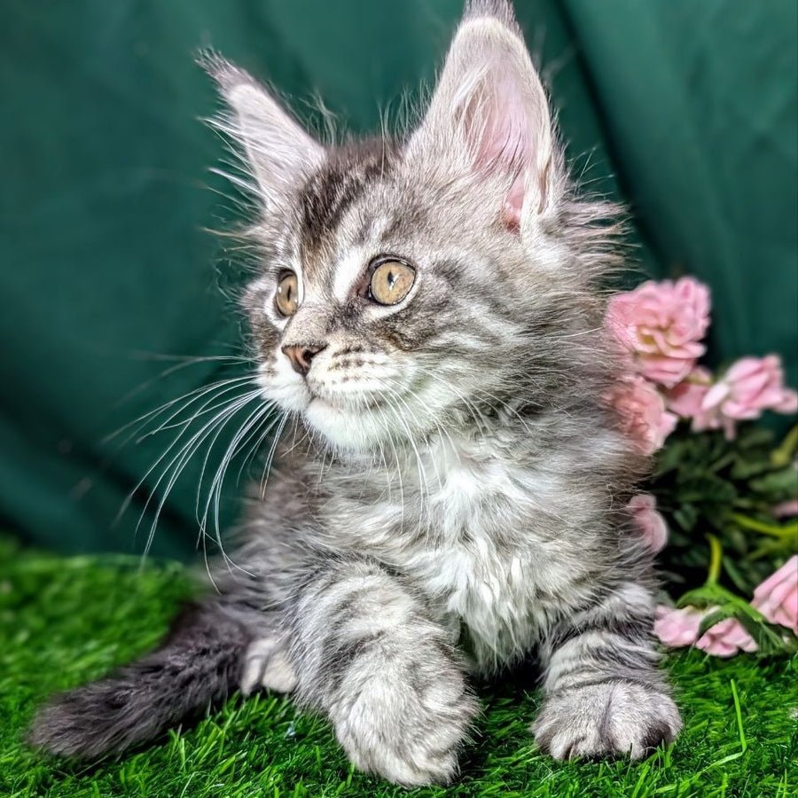 Ymir Maine Coon male, black silver tabby