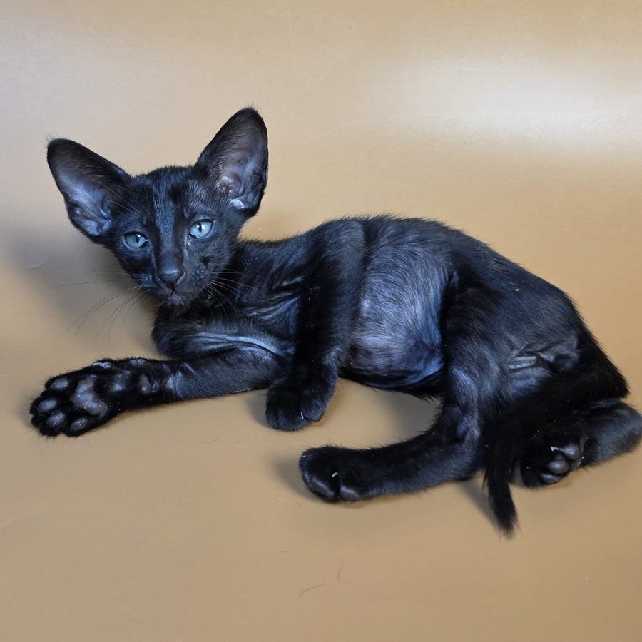 Fenrir Oriental Shorthair male, black