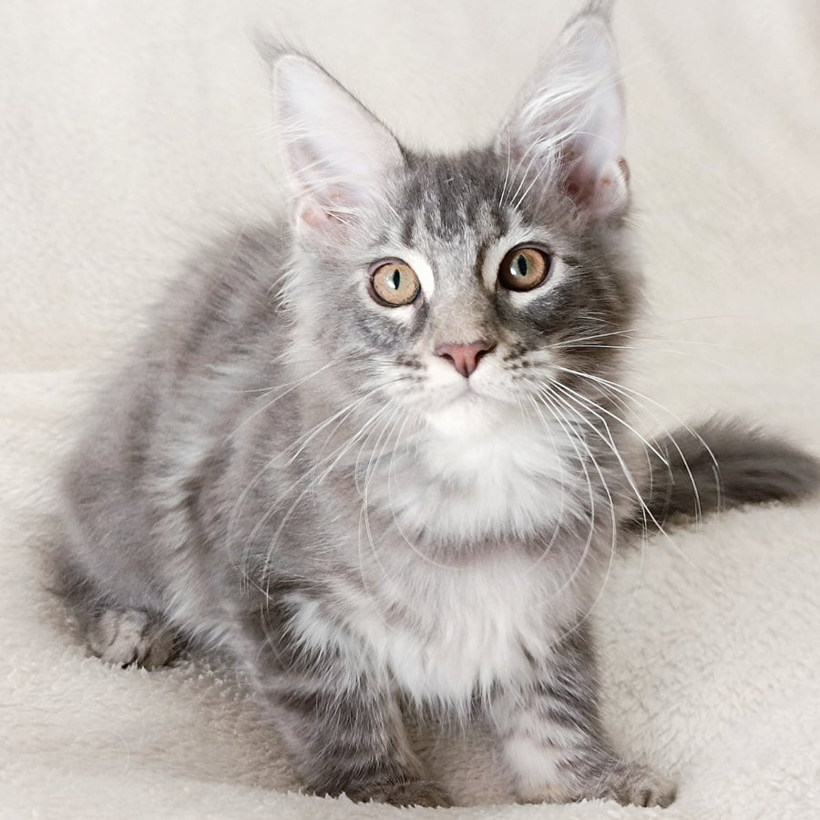 Quartz Beauty Maine Coon female, blue tabby