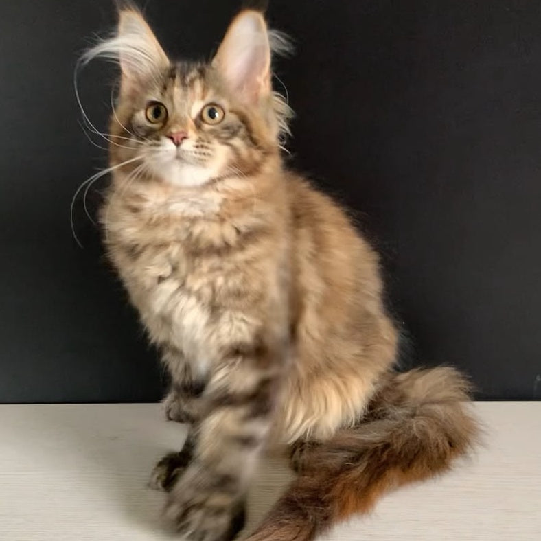 Ozzi Maine Coon polydactyl 6x6x6x6 female, black tortie tabby