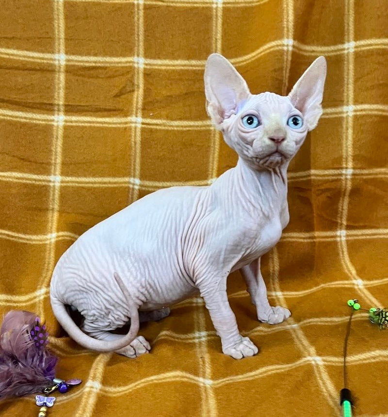 Dekster Canadian Sphynx male, red pointed