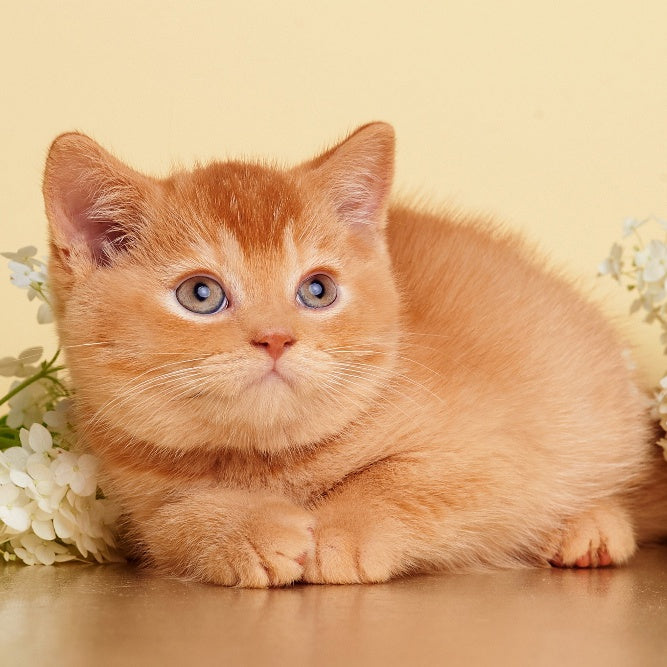 Puffy British Shorthair male, red