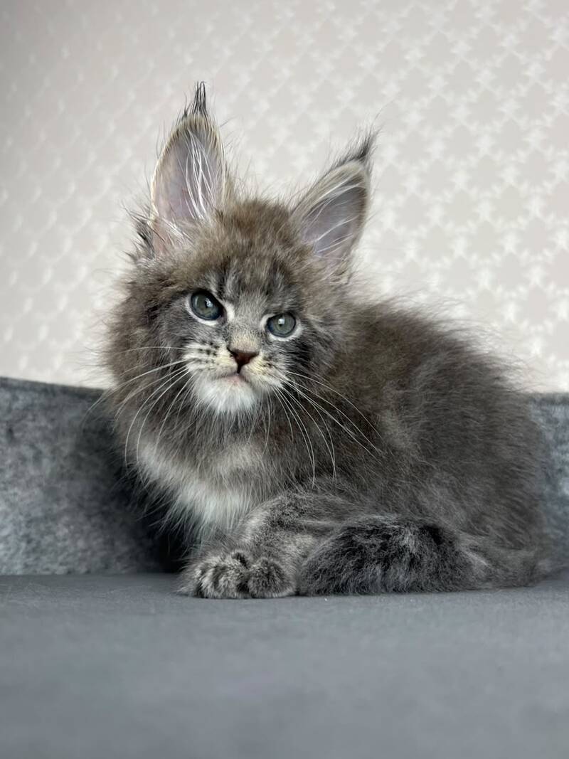 Paradise Maine Coon male, blue tabby