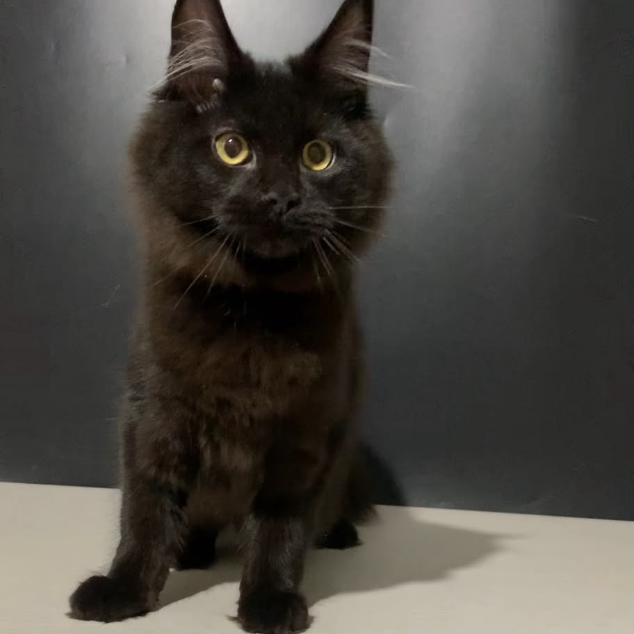 Tuluza Maine Coon female, black