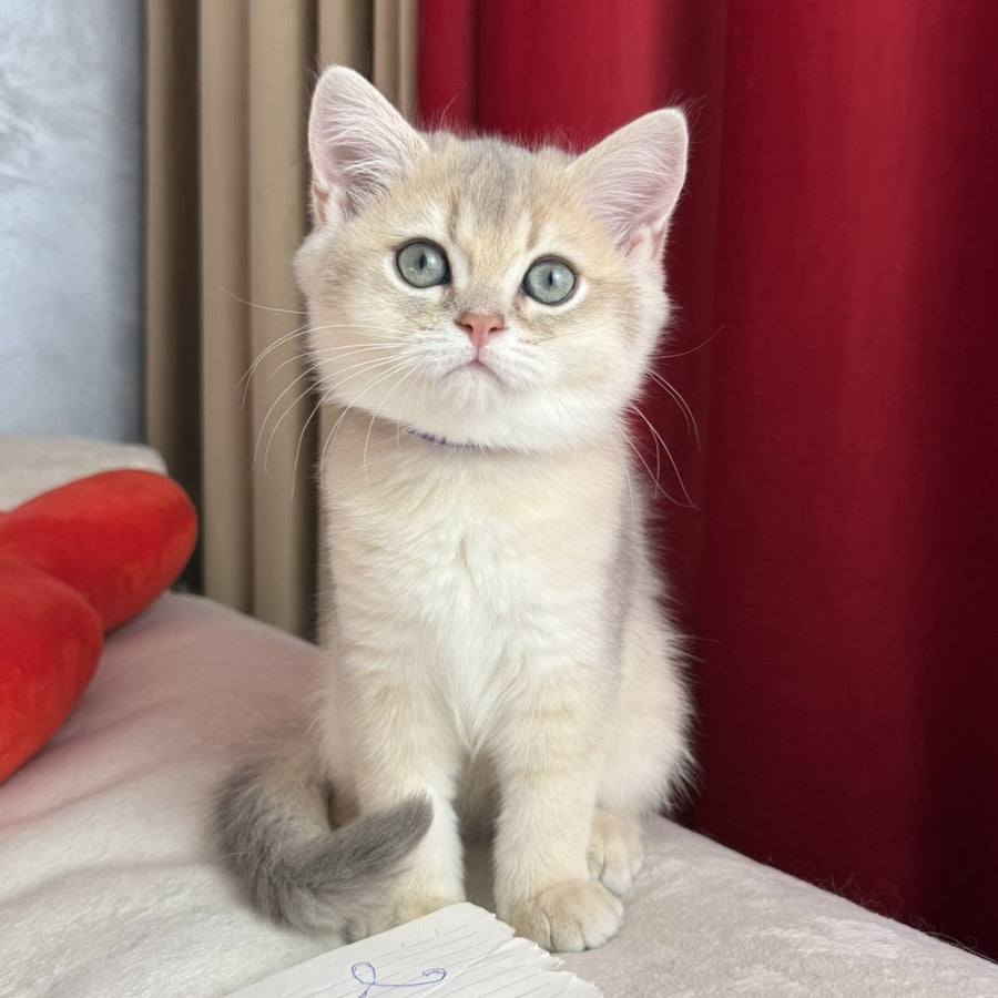 Erik Scottish Straight male, blue golden shaded