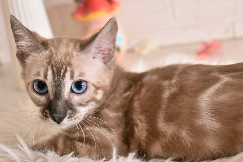 Chuma Bengal female snow mink charcoal - live animals