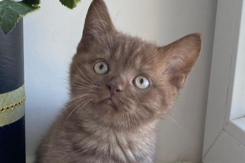 Jem British Shorthair male, chocolate