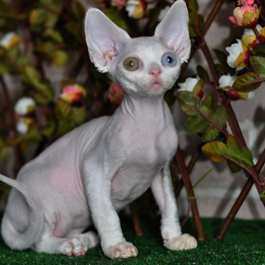 Multik Devon Rex male, white