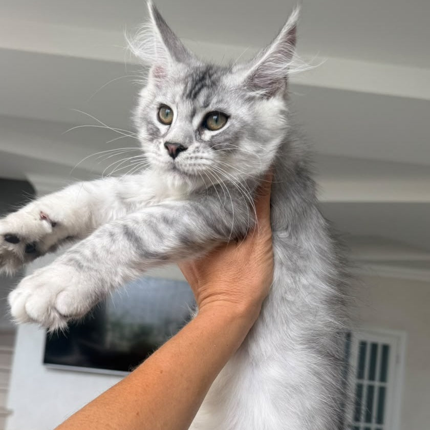 Pegasus Maine Coon male, black silver tabby