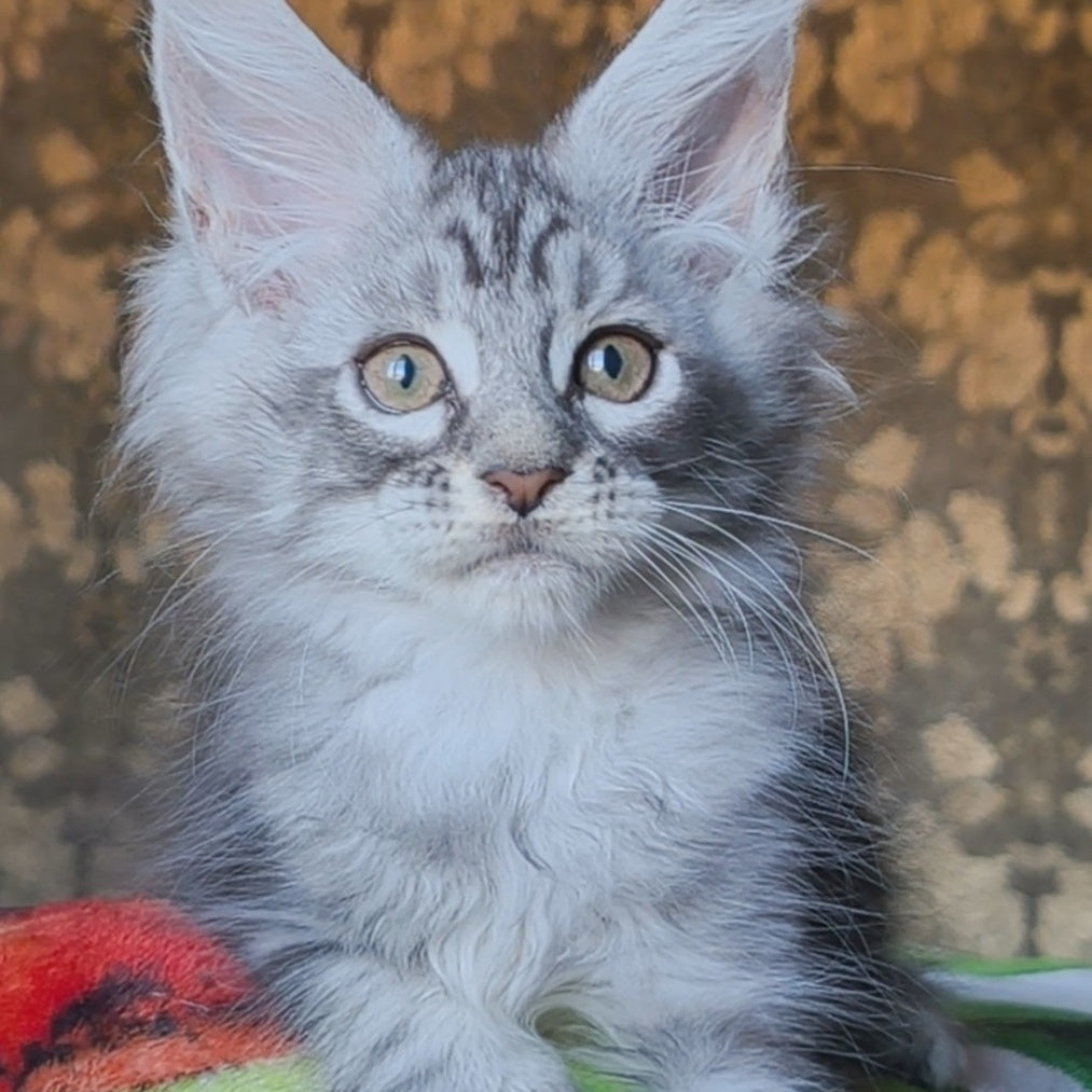 Iron Maine Coon male, black silver tabby
