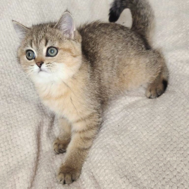 Kababis British Shorthair male, black golden ticked tabby