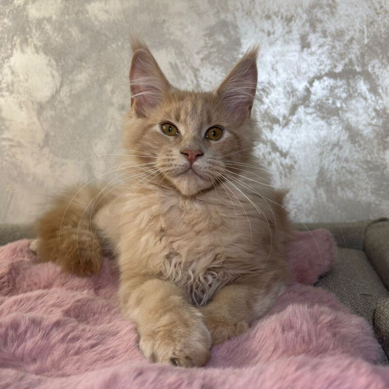 Buddy Maine Coon male, cream