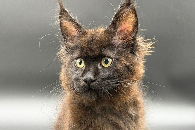 Freya Maine Coon female black - live animals