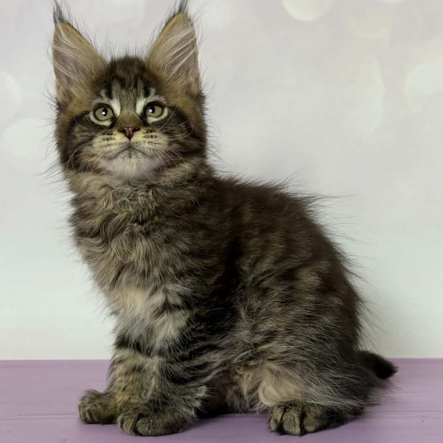 Fanta Maine Coon female, black spotted tabby