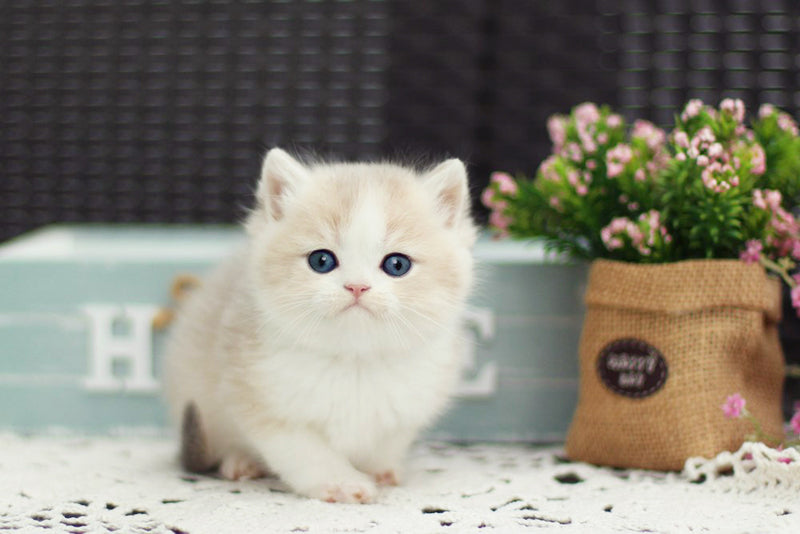 Archie British Shorthair male blue golden shaded bicolour - live animals