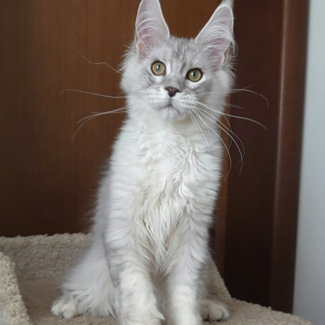 Jasper Maine Coon male, blue silver ticked tabby