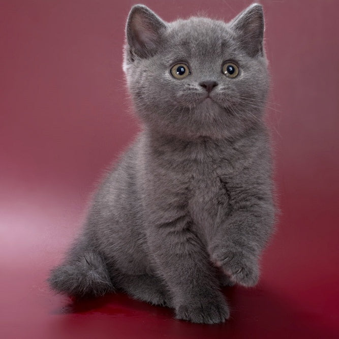 Pippin British Shorthair male, blue