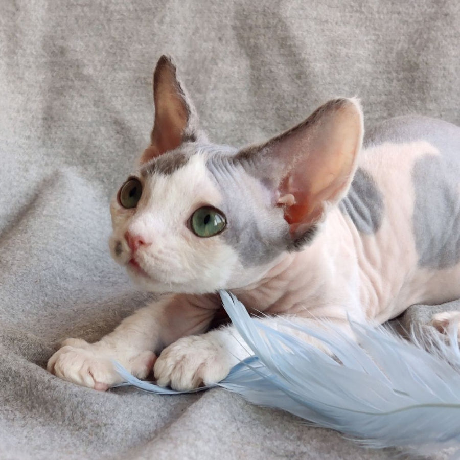 Merilyn Devon Rex female, blue harlequin