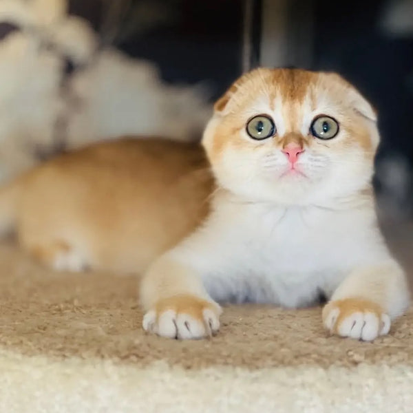 Kassioperia Scottish Fold female, black golden chinchilla