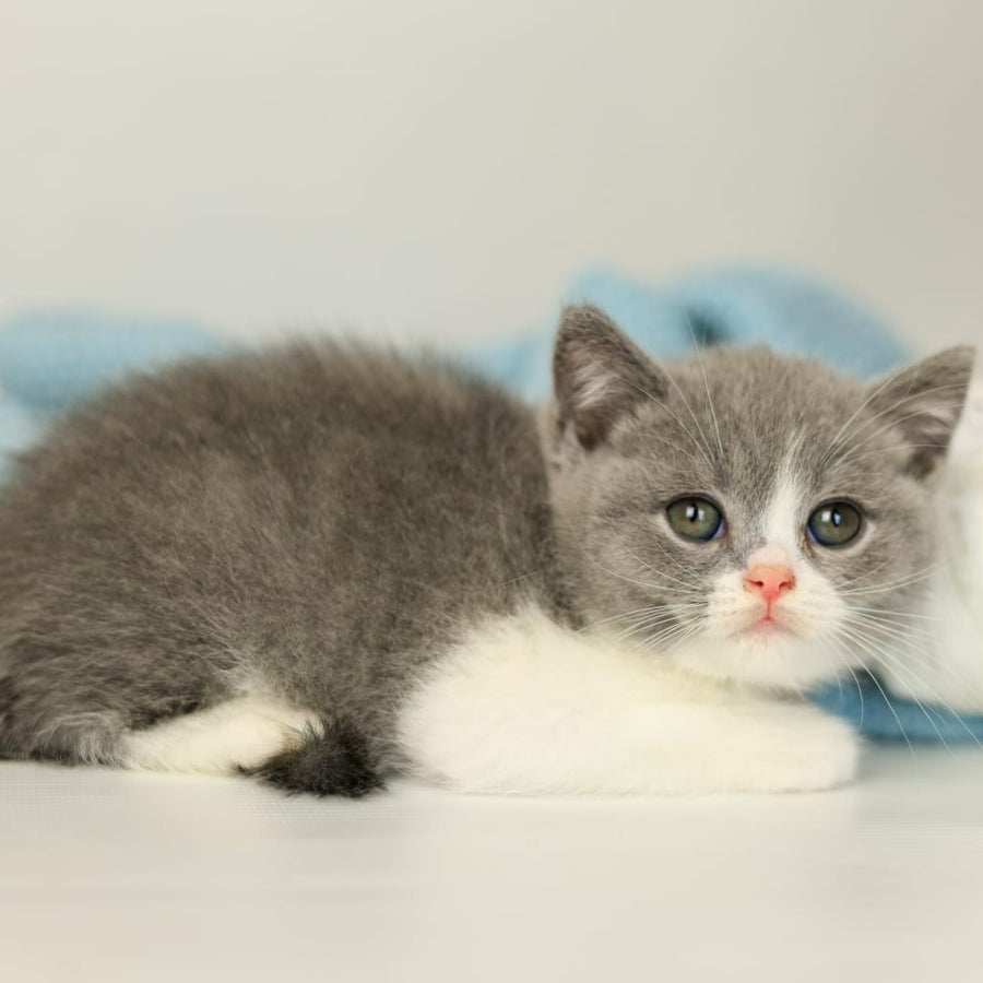 Paula British Shorthair female, blue bicolour