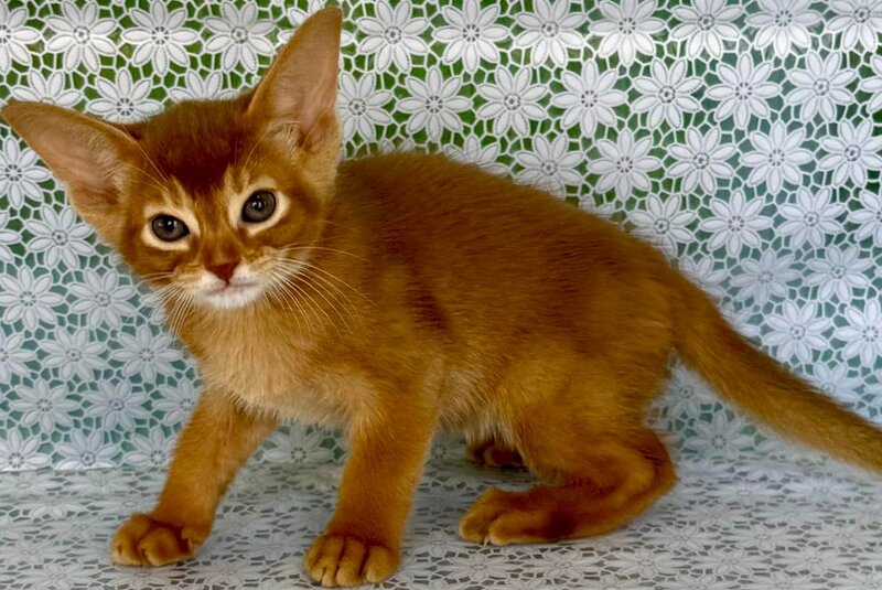 Ellada Abyssinian female sorrel - live animals