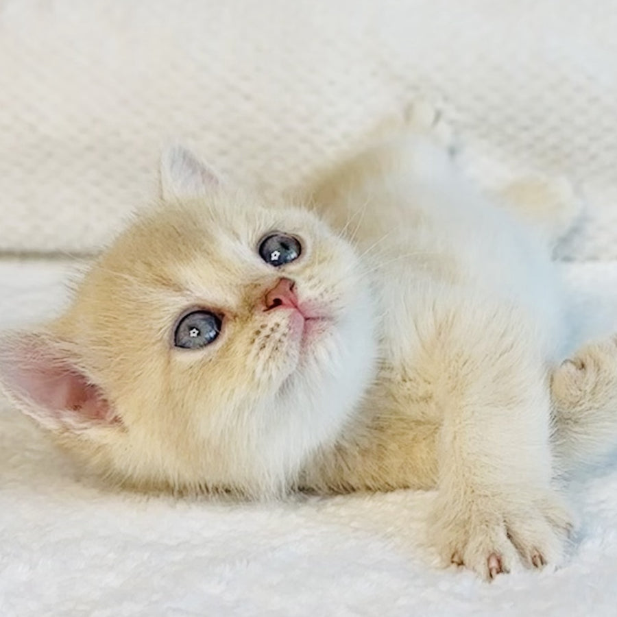 Galaxy Star British Shorthair male, lilac golden shaded