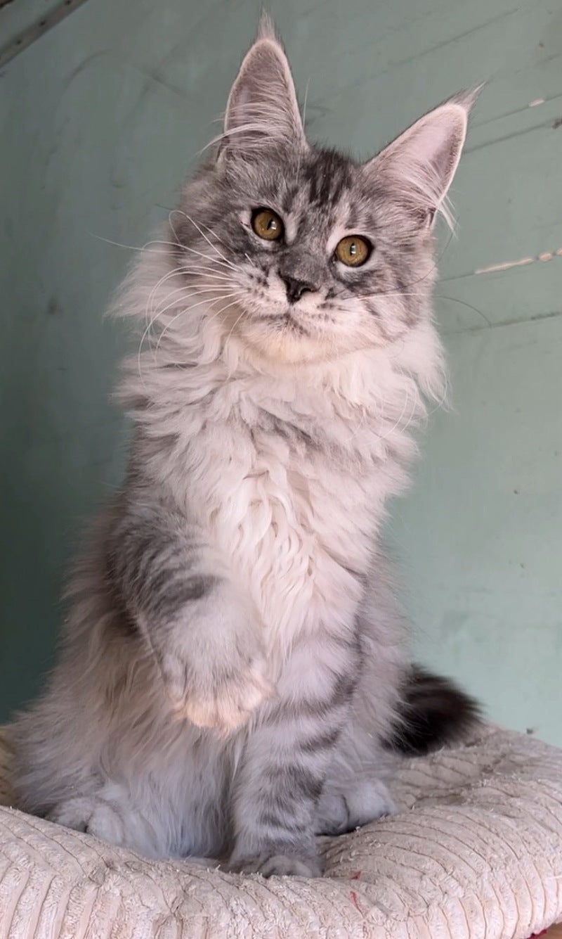 Zorro Maine Coon male, black silver spotted tabby