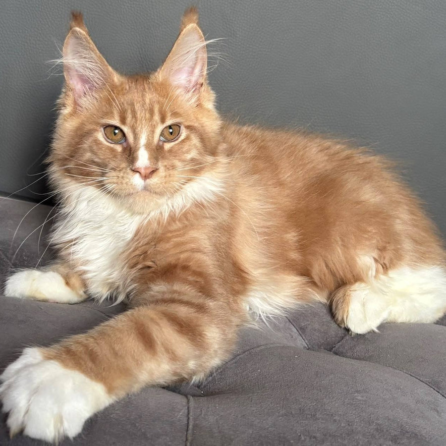 Charlie Maine Coon male, cream bicolour