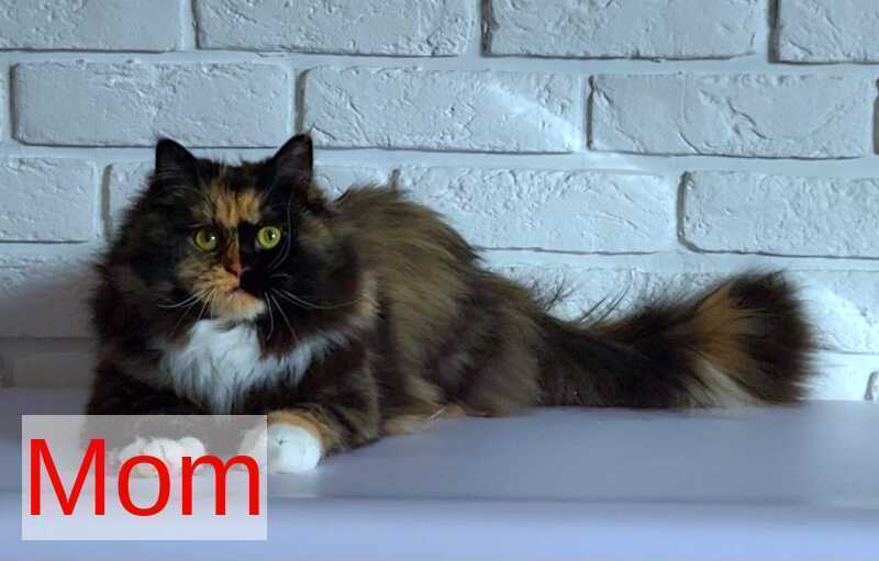 Eden Siberian male red silver - live animals