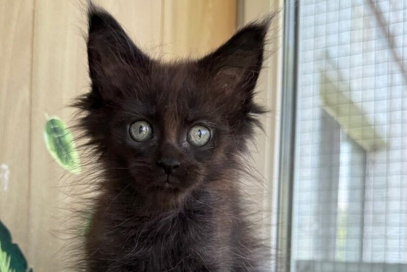 Aquarius Maine Coon polydactyl male, black silver