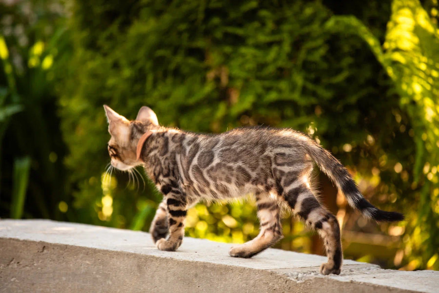 Baron Bengal male black spotted tabby - live animals