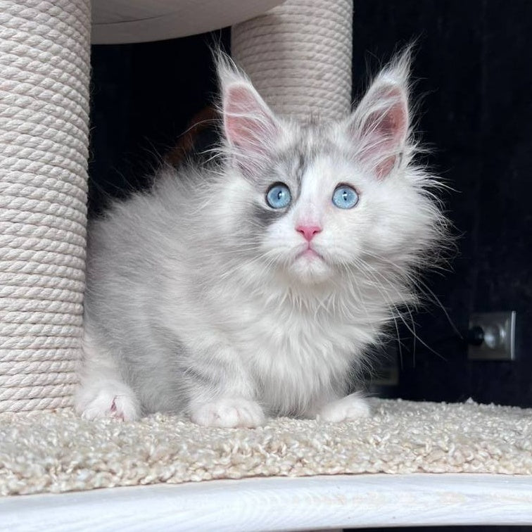 Nino Maine Coon female, black tortie silver bicolour