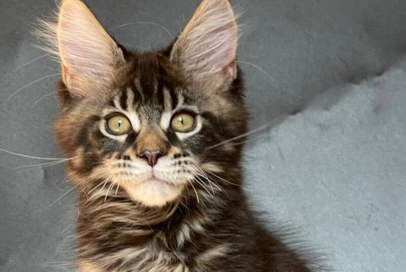 Ringo Star Maine Coon male, black tabby