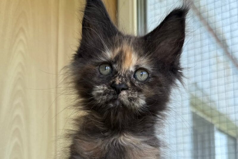 Aquatory Maine Coon polydactyl female, black tortie silver