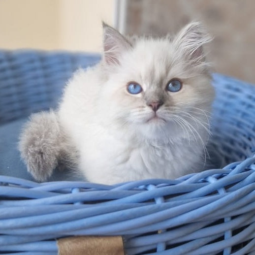 Dustin Siberian male, blue tabby pointed