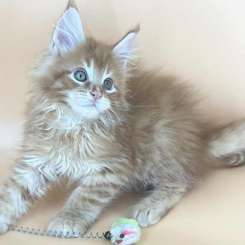 Brian Maine Coon male, red tabby