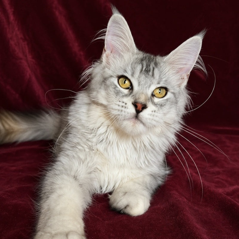 Gilded Maine Coon female, black tortie silver ticked tabby