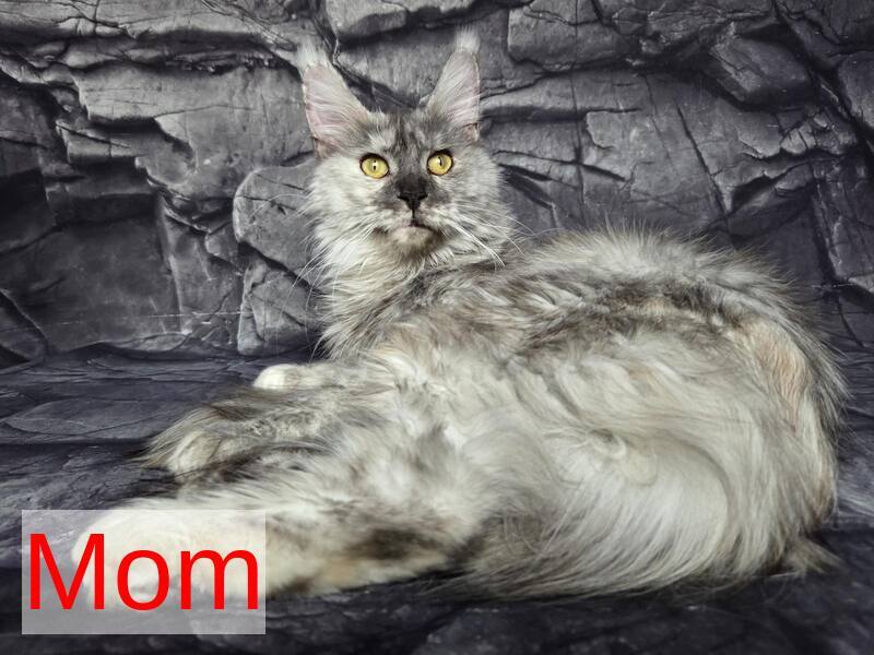 Persephona Maine Coon female, black silver ticked tabby
