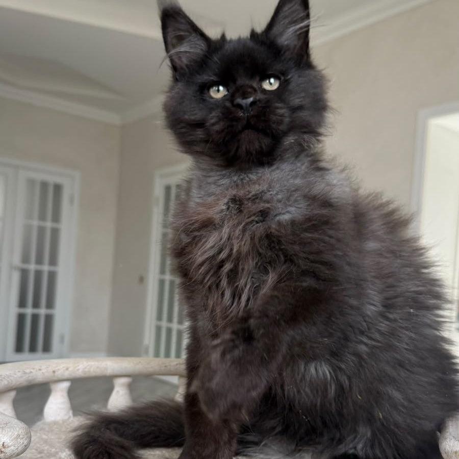 Tibet Maine Coon male, black silver