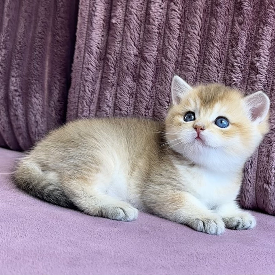 Infinity Star British Shorthair female, black golden shaded