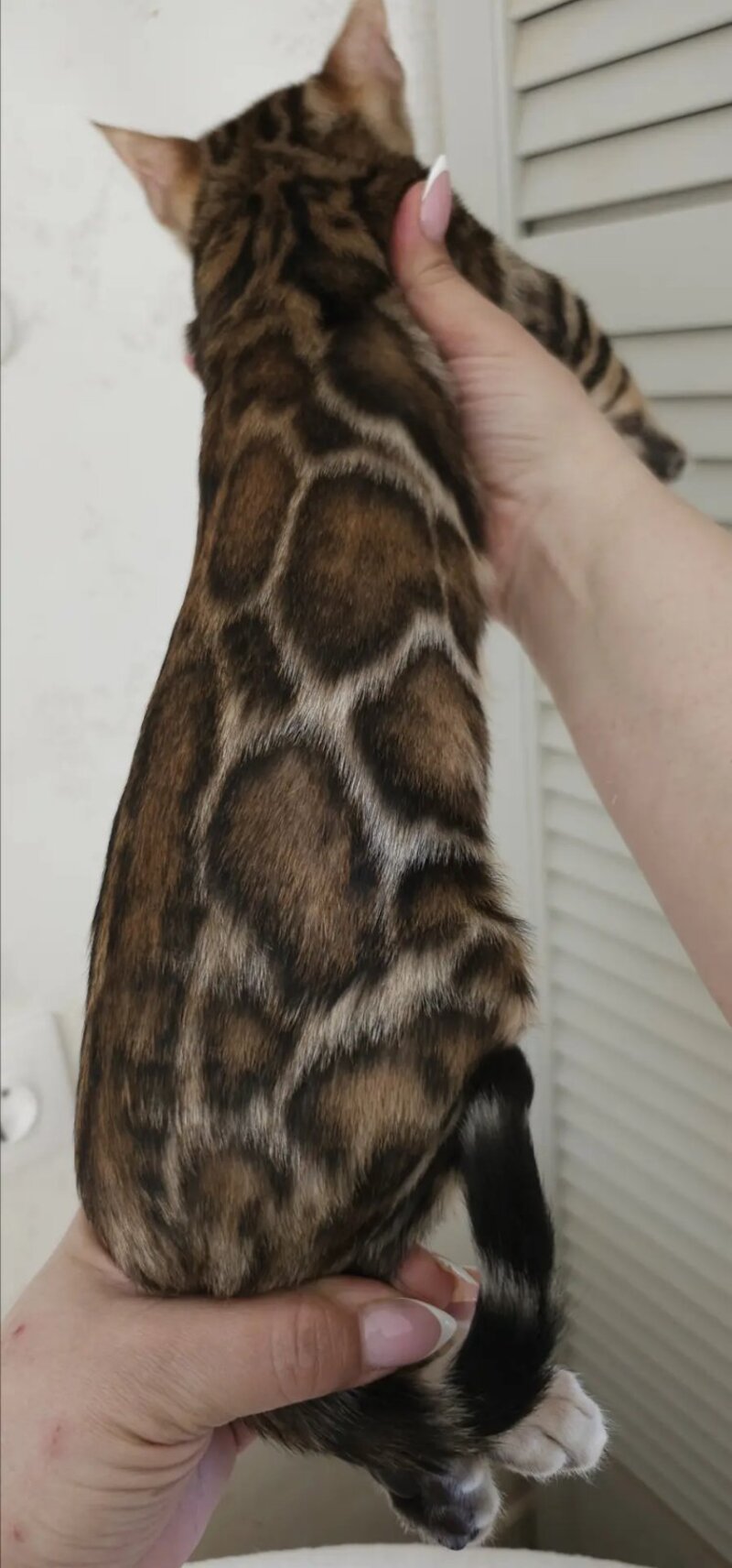 Тash Bengal male black spotted tabby - live animals