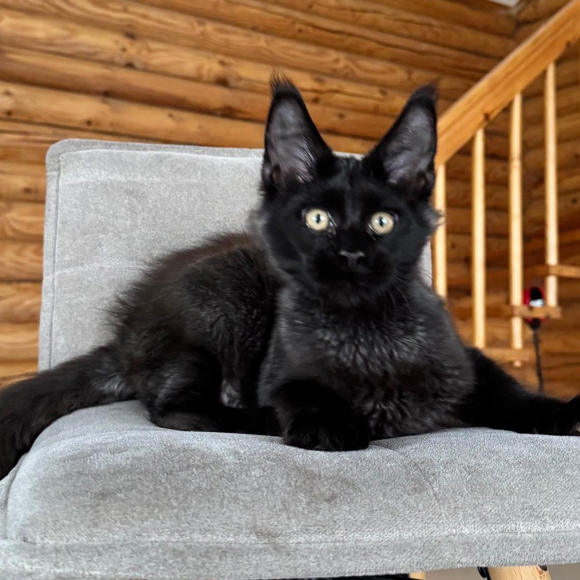 Hermes Maine Coon male, black silver