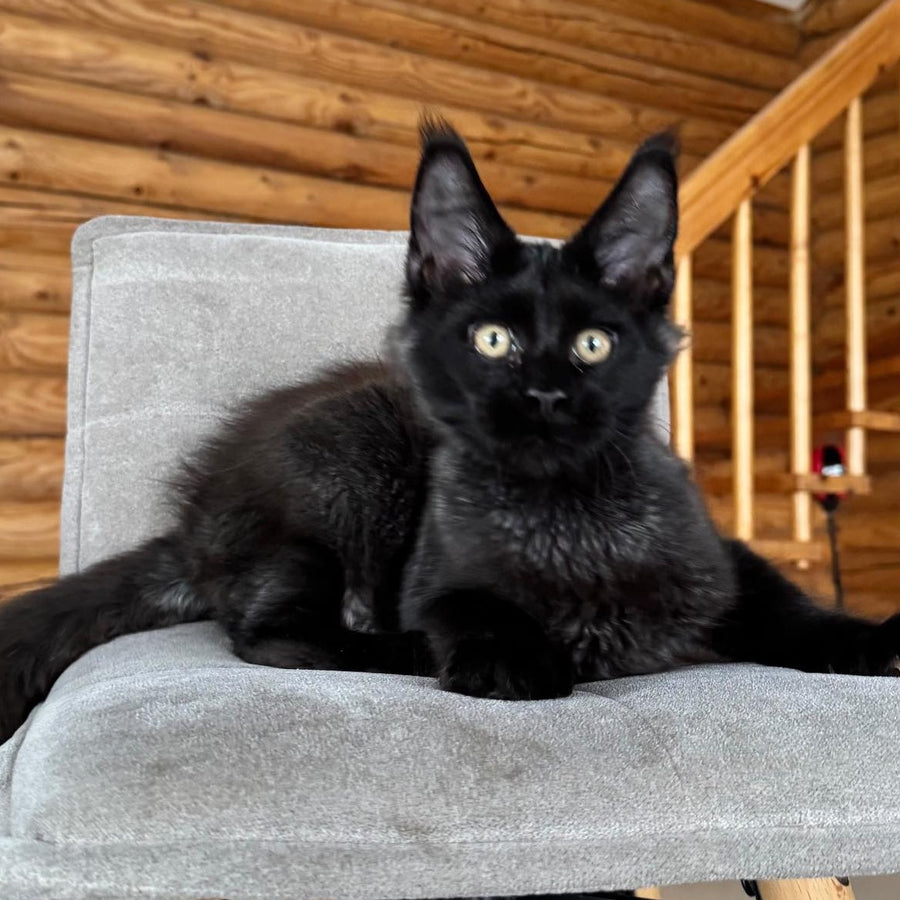 Hermes Maine Coon male, black silver
