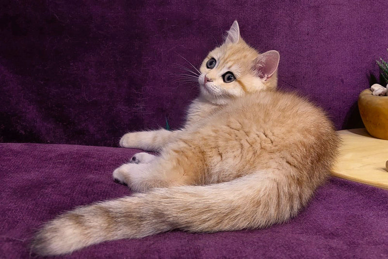 Kevin British Shorthair male, black golden spotted tabby