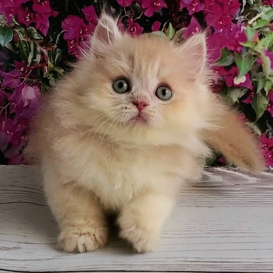 Bounty British Longhair male, lilac golden chinchilla