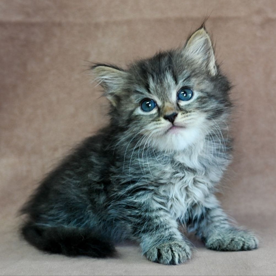 Jive Siberian male, black spotted tabby