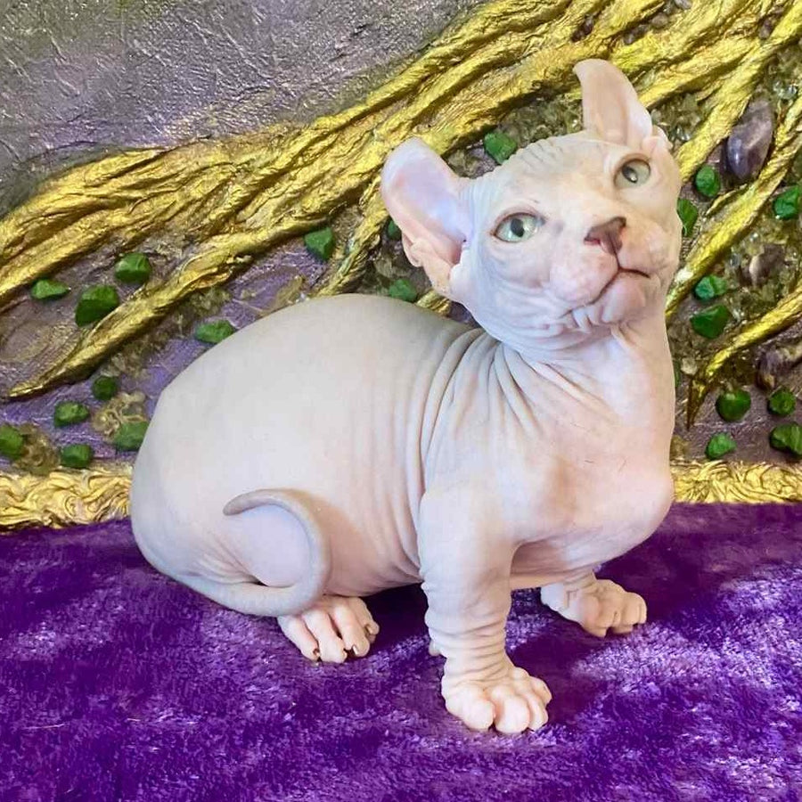 Loki Dwelf male, blue tabby