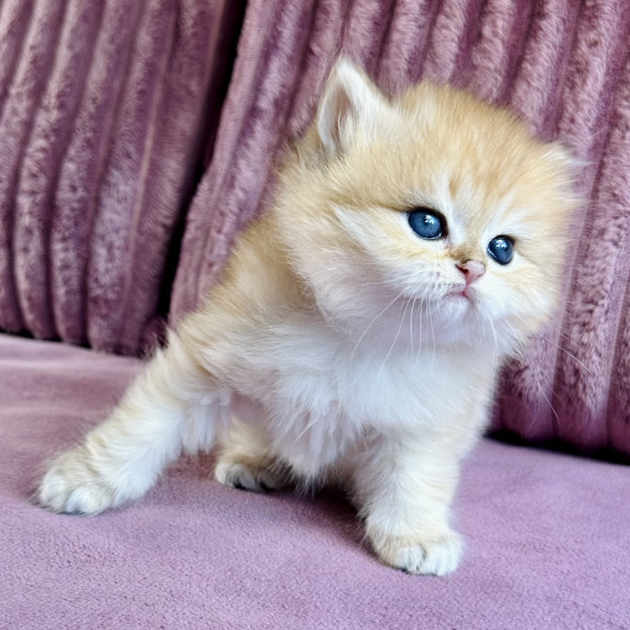 Jasmine British Longhair female, black golden spotted tabby