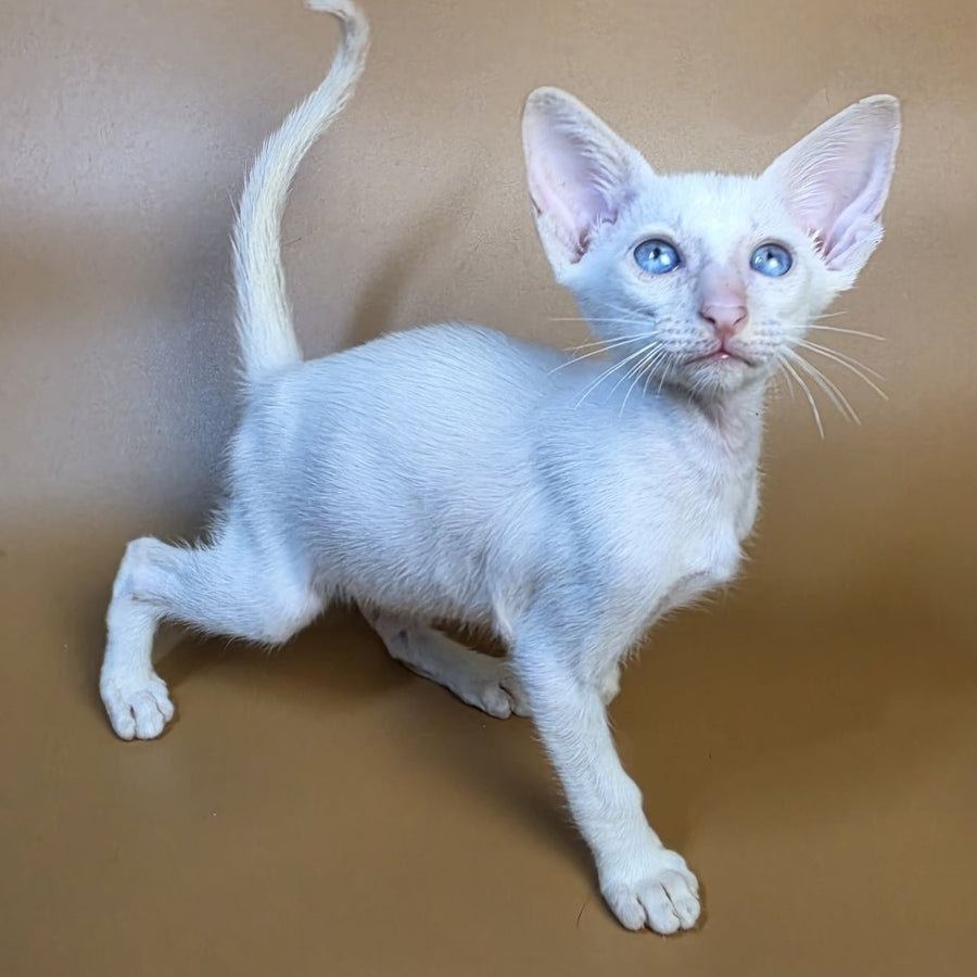 Draco Siamese male, red